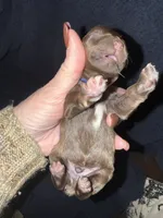 Dean , a male Miniature Schnauzer for sale in Boaz, AL – 2 of 7