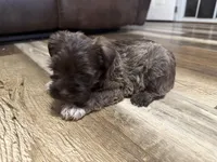 Aphrodite , a female Miniature Schnauzer for sale in Boaz, AL – 5 of 10
