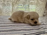 Daemond , a male Shih Tzu for sale in Boaz, AL – 4 of 5