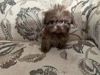 Imperial weighs 1 pound, a female Shih Tzu for sale in Boaz, AL – Photo 5 of 5