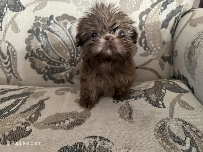 Imperial weighs 1 pound