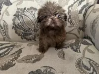 Imperial weighs 1 pound, a female Shih Tzu for sale in Boaz, AL – Photo 1 of 5