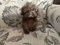 Imperial weighs 1 pound, a female Shih Tzu for sale in Boaz, AL – Photo 3 of 5