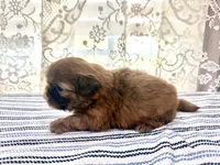 Viserys , a male Shih Tzu for sale in Boaz, AL – 3 of 8