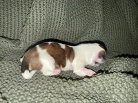 Grayson , a male Shih Tzu for sale in Boaz, AL – 9 of 10