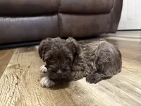 Aphrodite , a female Miniature Schnauzer for sale in Boaz, AL – 1 of 10