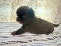 Jacaerys , a male Shih Tzu for sale in Boaz, AL – 7 of 10