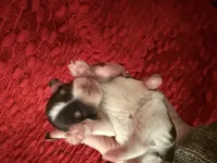 Audrey , a female Miniature Schnauzer for sale in Boaz, AL – 3 of 8