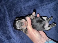 Apollo , a male Miniature Schnauzer for sale in Boaz, AL – 2 of 8