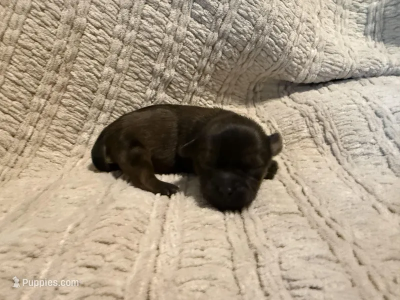 Ottis – Shih Tzu puppy for sale in Boaz, AL