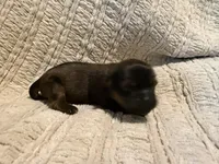 Ottis, a male Shih Tzu for sale in Boaz, AL – Photo 4 of 9