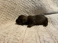 Ottis, a male Shih Tzu for sale in Boaz, AL – Photo 6 of 9