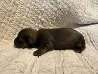 Ottis, a male Shih Tzu for sale in Boaz, AL – Photo 7 of 9