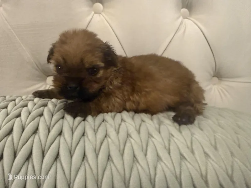 Ottis – Shih Tzu, Yorkshire Terrier puppy for sale in Boaz, AL