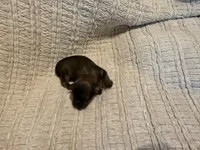 Ottis, a male Shih Tzu for sale in Boaz, AL – Photo 5 of 9