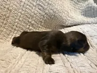 Ottis, a male Shih Tzu for sale in Boaz, AL – Photo 3 of 9