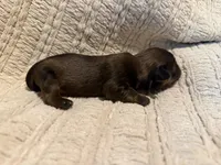 Ottis, a male Shih Tzu for sale in Boaz, AL – Photo 9 of 9