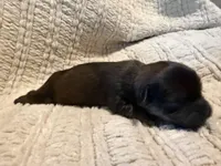 Ottis, a male Shih Tzu for sale in Boaz, AL – Photo 2 of 9