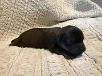 Ottis, a male Shih Tzu for sale in Boaz, AL – Photo 8 of 9