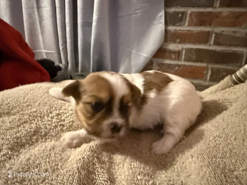 Fenty – Shorkie puppy for sale in Boaz, AL