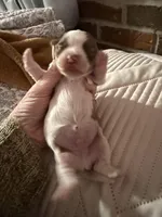 Fenty, a male Shorkie for sale in Boaz, AL – Photo 3 of 7