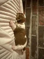 Fenty, a male Shorkie for sale in Boaz, AL – Photo 4 of 7