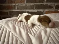 Fenty, a male Shorkie for sale in Boaz, AL – Photo 7 of 7