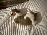 Fenty, a male Shorkie for sale in Boaz, AL – Photo 6 of 7