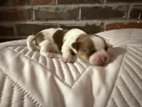 Fenty, a male Shorkie for sale in Boaz, AL – Photo 2 of 7