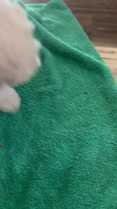 Aemond , a male Shih Tzu for sale in Boaz, AL – 3 of 4