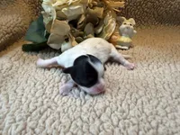 Mary, a female Shih Tzu for sale in Boaz, AL – Photo 3 of 8