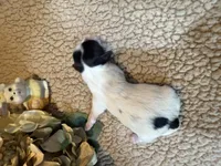 Mary, a female Shih Tzu for sale in Boaz, AL – Photo 6 of 8