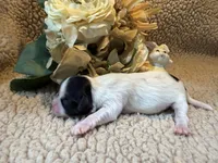 Mary, a female Shih Tzu for sale in Boaz, AL – Photo 8 of 8