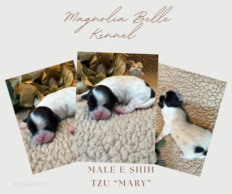 Mary, a female Shih Tzu for sale in Boaz, AL – Photo 1 of 8