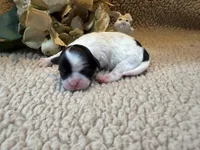 Mary, a female Shih Tzu for sale in Boaz, AL – Photo 2 of 8