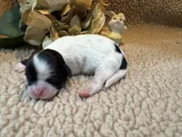 Mary, a female Shih Tzu for sale in Boaz, AL – Photo 4 of 8