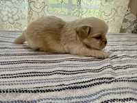 Daemond , a male Shih Tzu for sale in Boaz, AL – 5 of 5