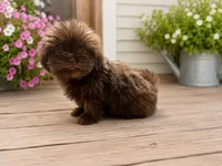 Luke, a male Shih Tzu for sale in Boaz, AL – 2 of 2