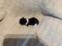 Oliver , a male Shih Tzu for sale in Boaz, AL – Photo 9 of 9