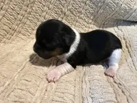 Oliver , a male Shih Tzu for sale in Boaz, AL – Photo 7 of 9