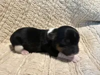 Oliver , a male Shih Tzu for sale in Boaz, AL – Photo 3 of 9