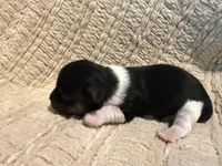 Oliver , a male Shih Tzu for sale in Boaz, AL – Photo 4 of 9