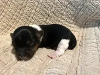 Oliver , a male Shih Tzu for sale in Boaz, AL – Photo 5 of 9