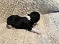 Oliver , a male Shih Tzu for sale in Boaz, AL – Photo 6 of 9