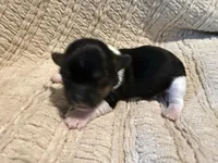 Oliver , a male Shih Tzu for sale in Boaz, AL – Photo 2 of 9