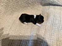 Oliver , a male Shih Tzu for sale in Boaz, AL – Photo 8 of 9