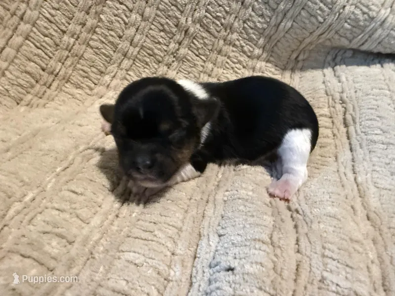 Oliver  – Shih Tzu puppy for sale in Boaz, AL