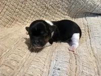 Oliver , a male Shih Tzu for sale in Boaz, AL – Photo 1 of 9