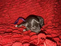 Marilyn , a female Miniature Schnauzer for sale in Boaz, AL – 4 of 8