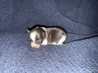 Gable , a male Miniature Schnauzer for sale in Boaz, AL – 4 of 8